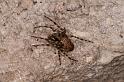 Meta_merianae_D5174_Z_89_Les Gris_Frankrijk